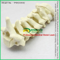 WHOLESALE SIMULATION BONE 12312 Medical Anatomy Artificial Cervical Spine , Orthopaedics Practice Simulation Bone